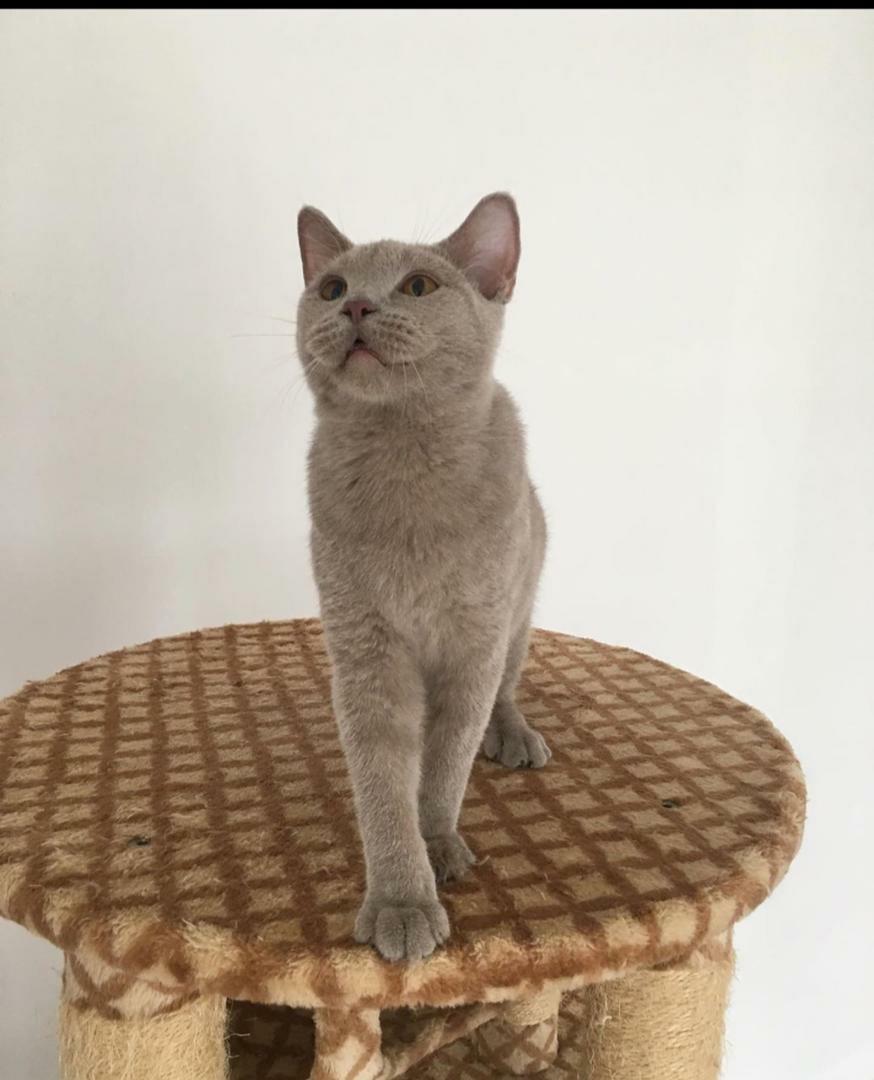 British Shorthair Cat Everything Else Others on Carousell