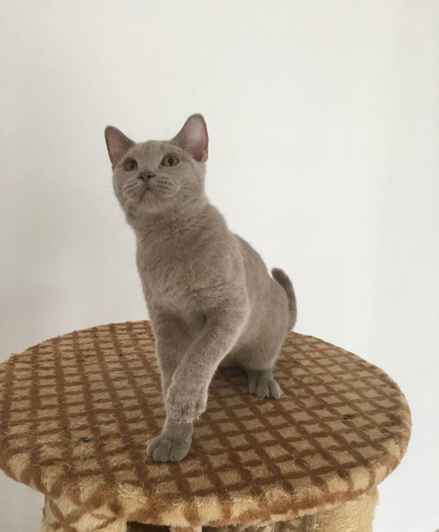 Preloved british shorthair sales