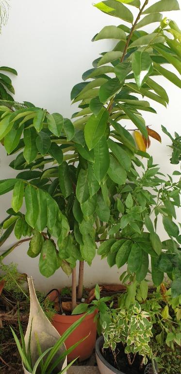 Soursop Plant From Seed Gardening Plants On Carousell
