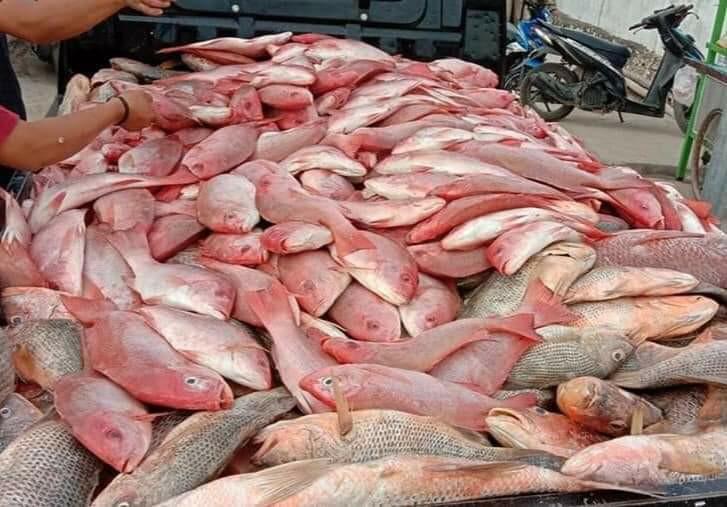 Boneless fish fillet @$10, Food & Drinks, Chilled & Frozen Food on ...