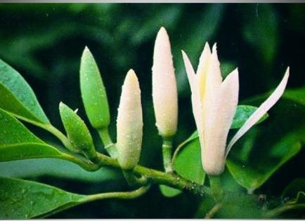 Pokok Bunga Cempaka Putih Bunga Bau Wangi Home Furniture