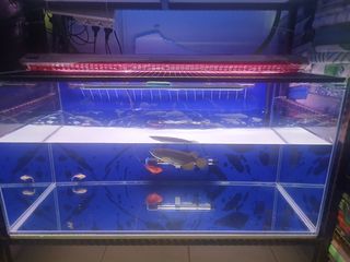 (Category: ) located in . Submitted by ghostlynite (Listing ID 1001339058, Image 1). Description: .