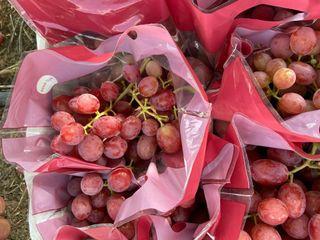 Australian Red Seedless Grapes fruit