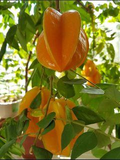 Fruit Trees Gardening Carousell Singapore