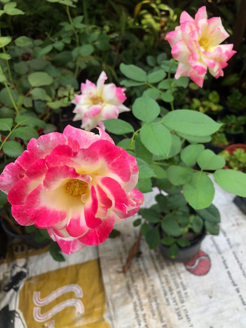 Pokok Ros Kampung Home Furniture Gardening On Carousell
