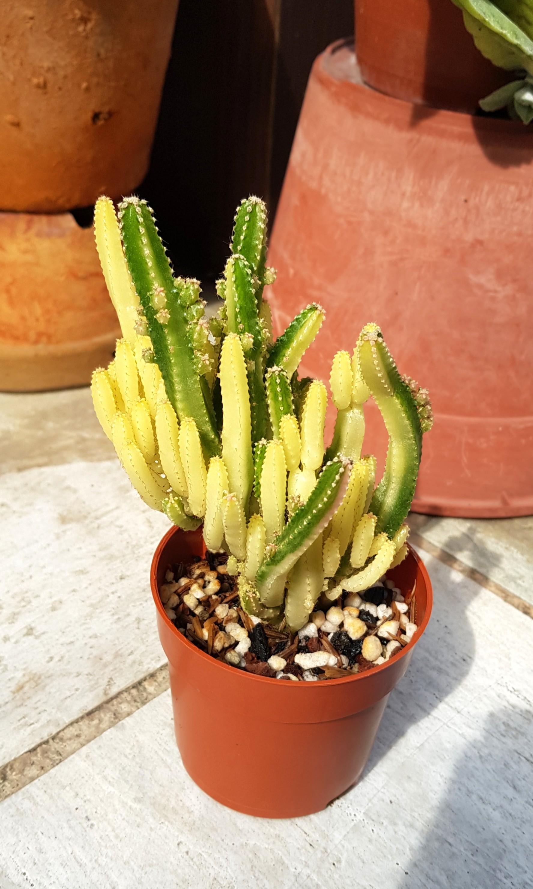 Acanthocereus Tetragonus Fairy Castle F Variegata Cactus Succulent Plant 8cm Pot 155 Home Furniture Gardening On Carousell