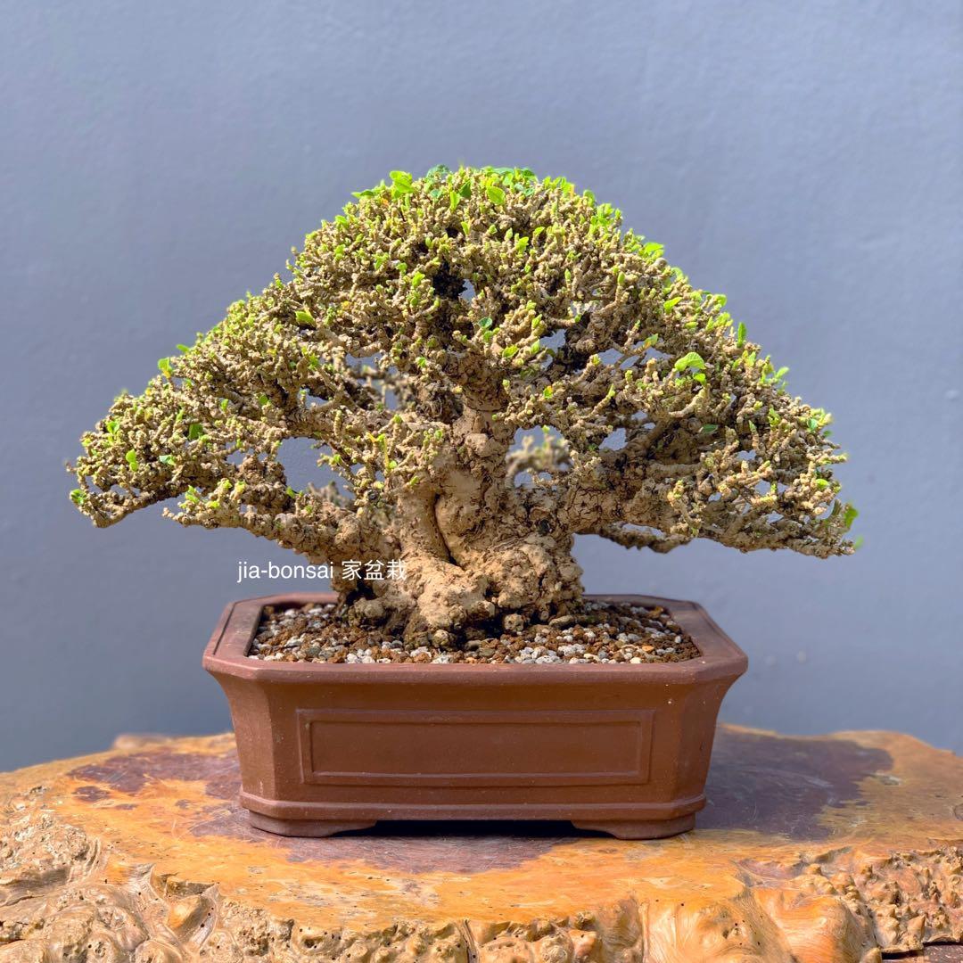 Exhibition Taiwanese Hibiscus Bonsai Gardening Plants On Carousell