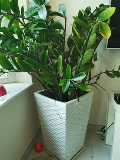 （分類：）位於 。 由 90275 提交（商品編號 1001500697，圖片 1）。簡介： 。