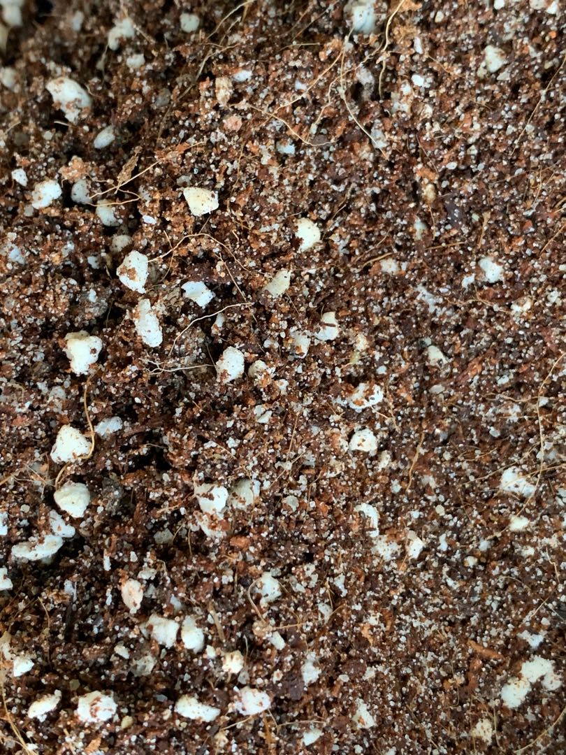 Best Potting soil homemade perlite + sand + cocopeat