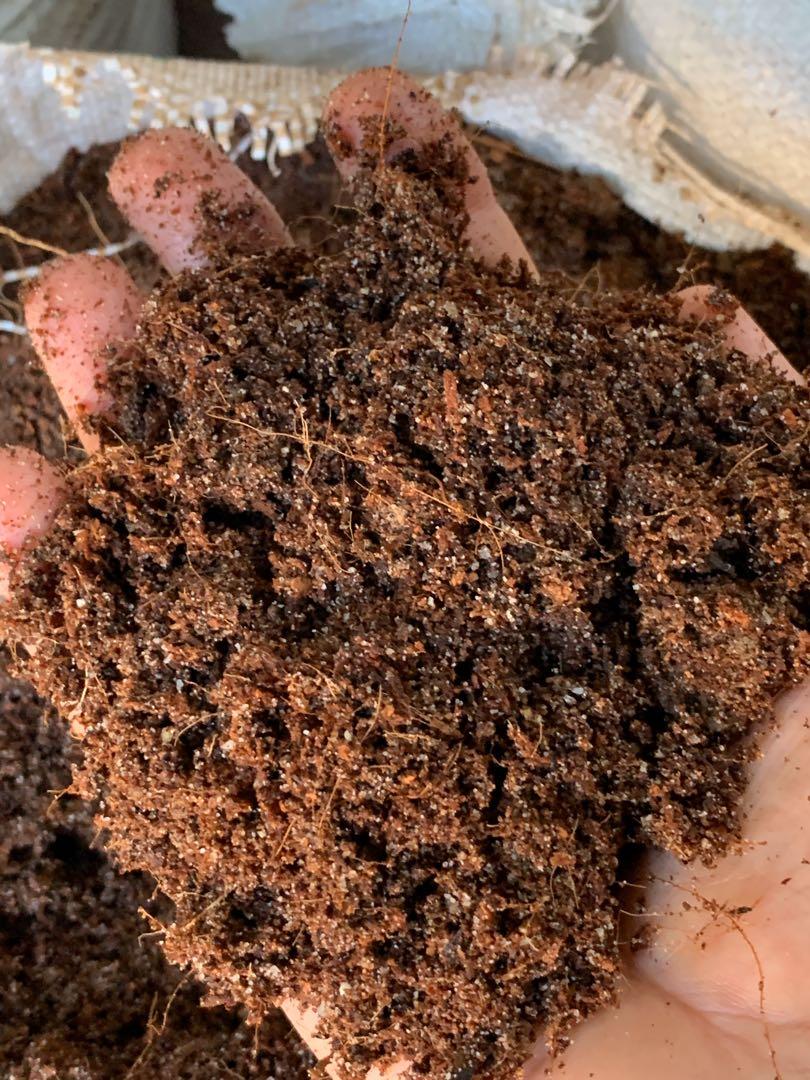 Best Potting soil homemade perlite + sand + cocopeat