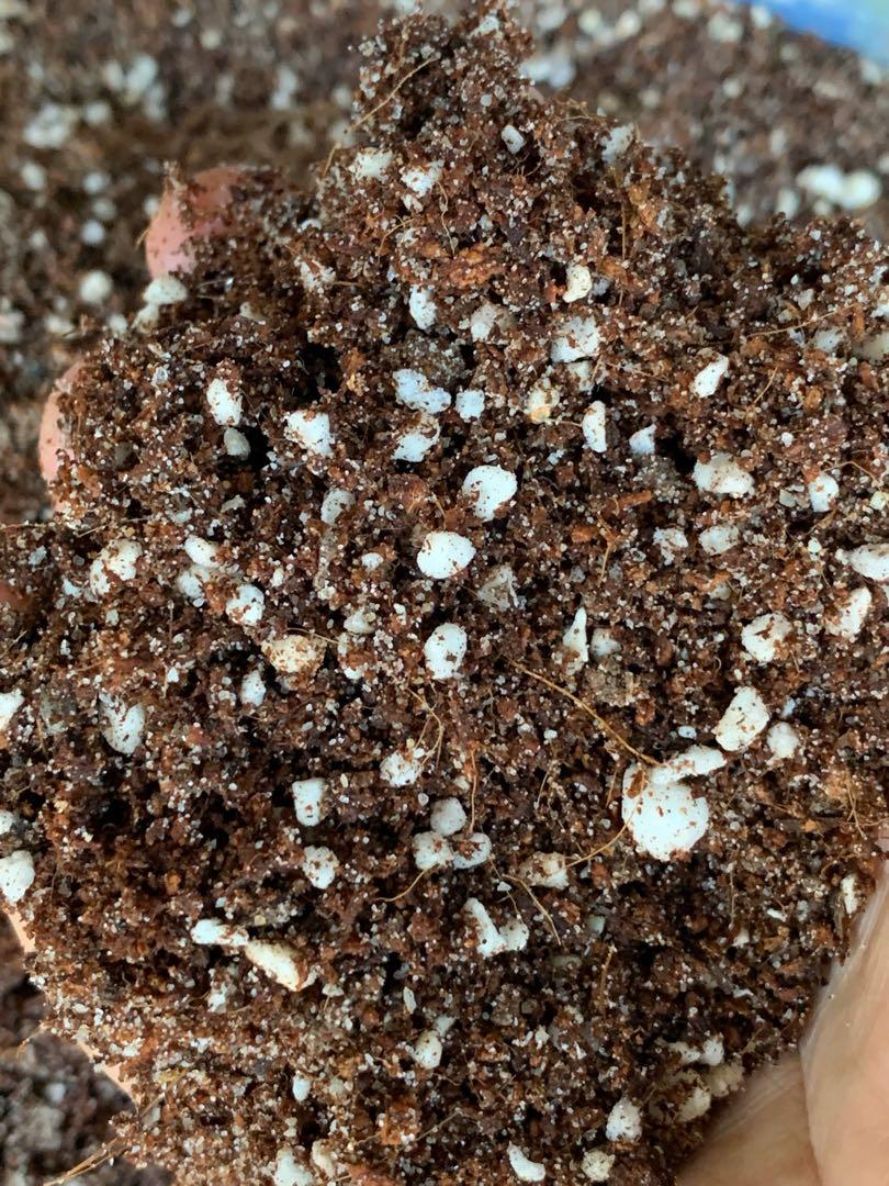 Best Potting soil homemade perlite + sand + cocopeat