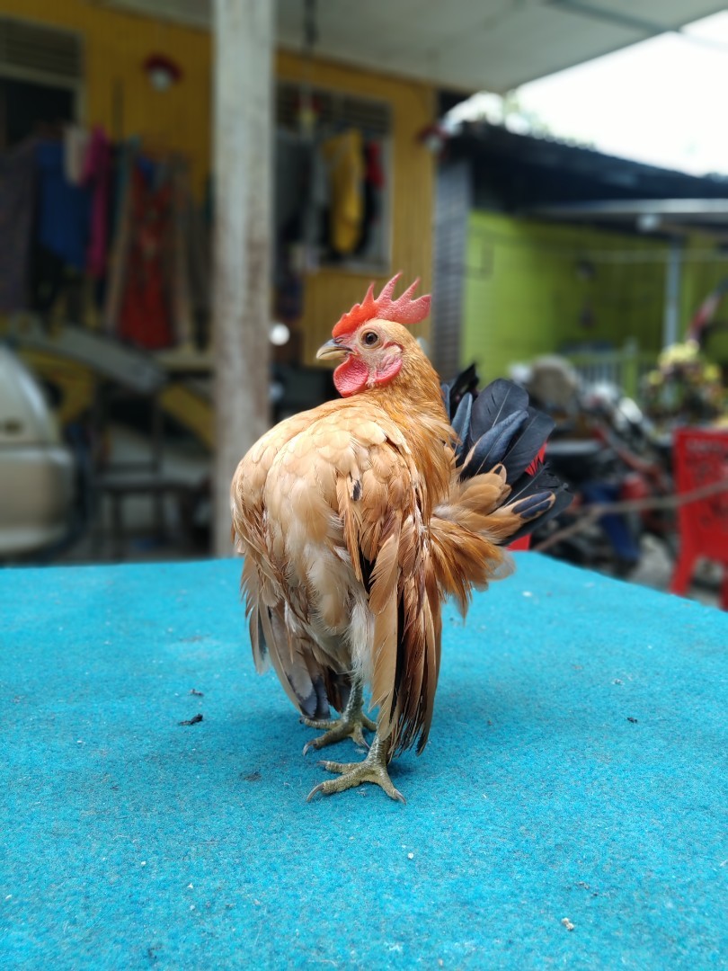 Ayam Serama Remaja Everything Else Others On Carousell