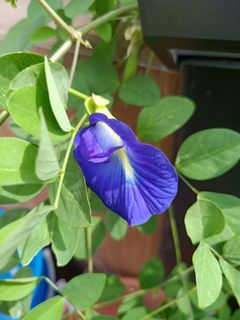 (Category: ) located in . Submitted by rainbow.garden (Listing ID 1001690427, Image 1). Description: .