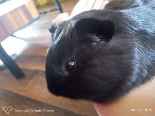 Guinea Pig View All Guinea Pig Ads In Carousell Philippines