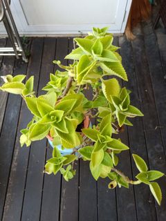 (Category: ) located in . Submitted by rainbow.garden (Listing ID 1001692379, Image 1). Description: .