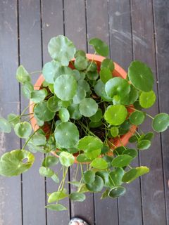 (Category: ) located in . Submitted by rainbow.garden (Listing ID 1001694901, Image 1). Description: .