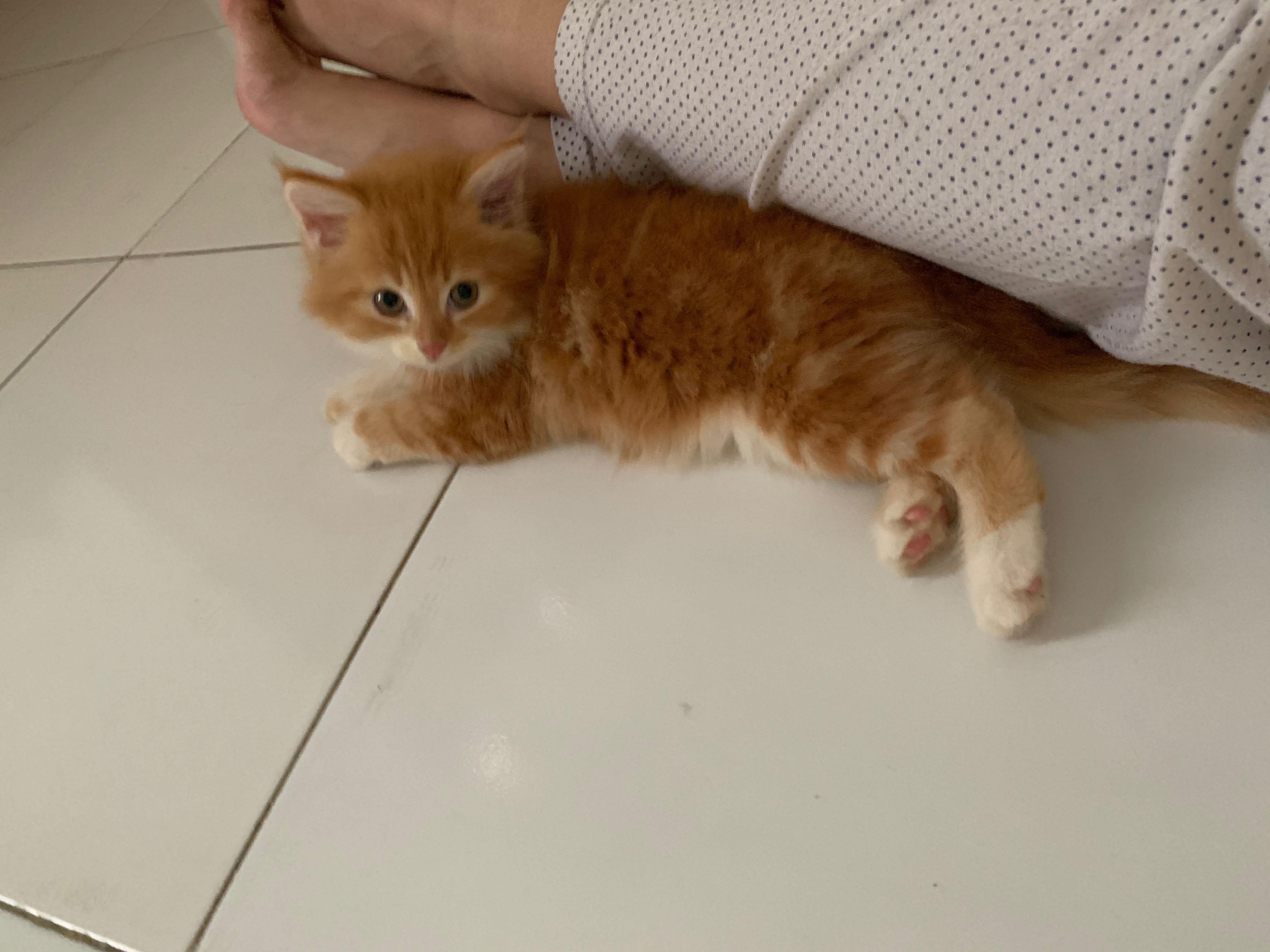 Kitten persia online