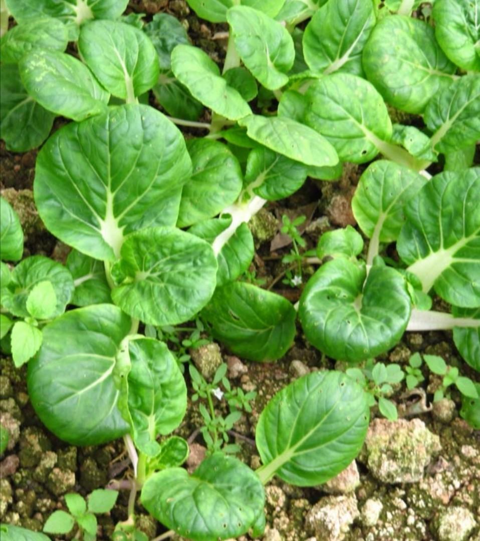 Baby Nai Bai Pak Choy Seeds Furniture Home Living Gardening Plants Seeds On Carousell