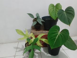 (Category: ) located in . Submitted by exoticplants (Listing ID 1002484747, Image 1). Description: .