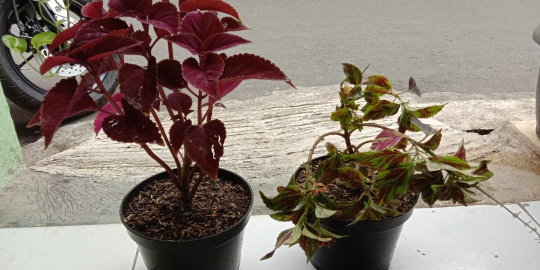 Tanaman Hias Buah Obat Perkebunan Di Carousell