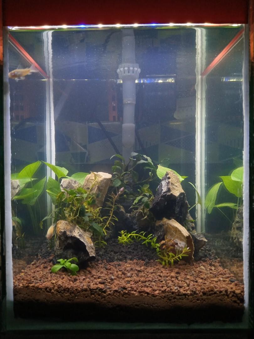 Aquascape Aquarium Mini Cupang 25x25 Perlengkapan Hewan Aksesoris Hewan Di Carousell