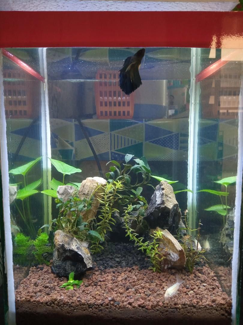 Aquascape Aquarium Mini Cupang 25x25 Perlengkapan Hewan Aksesoris Hewan Di Carousell