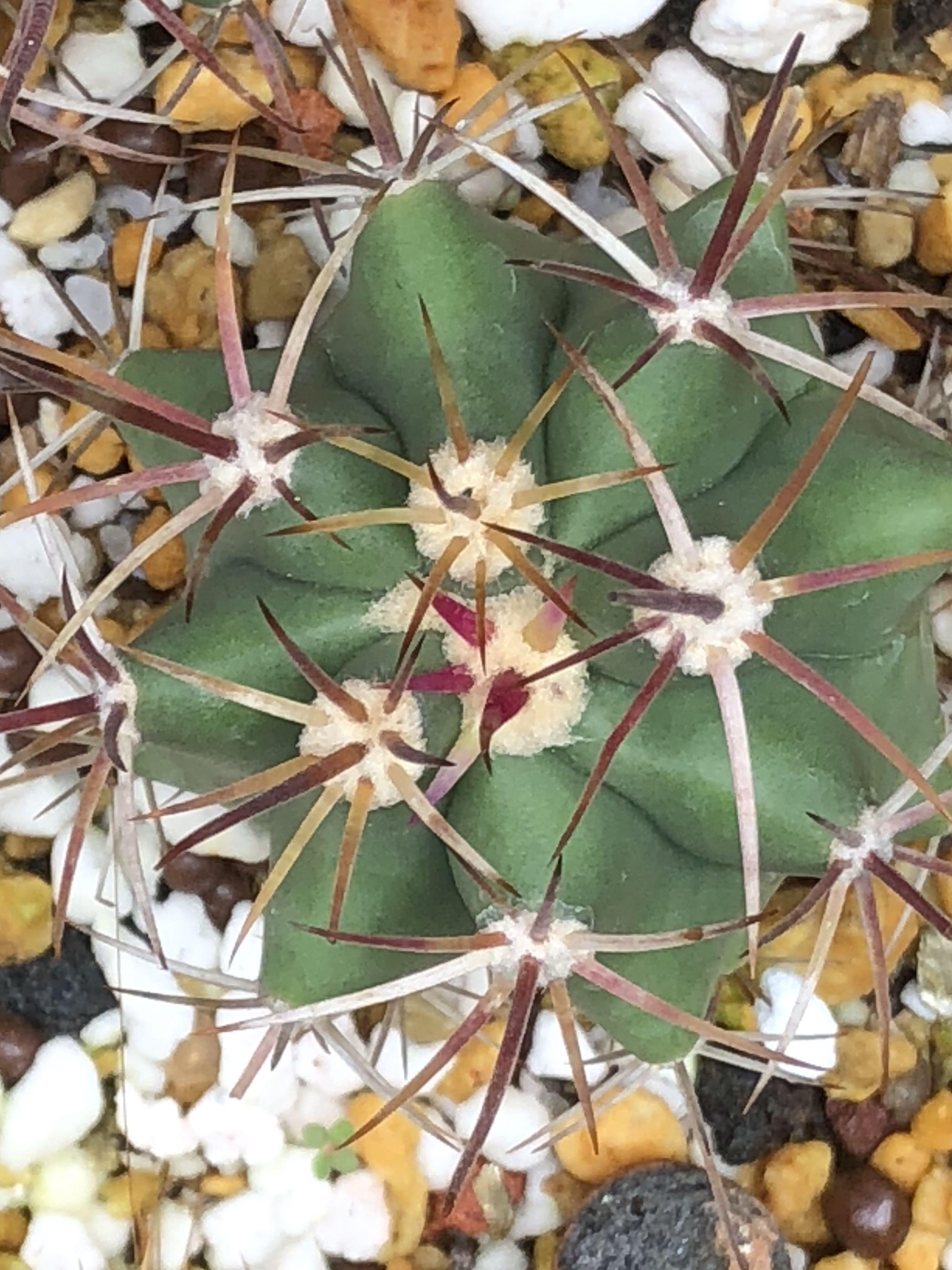 Foc With Purchase Over 30 Gardening Plants On Carousell