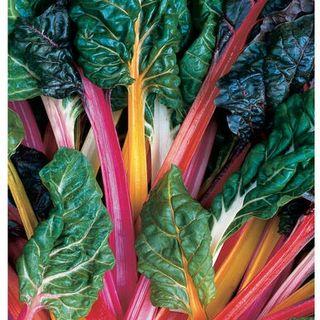 vegetable seed . swiss chard . bright lights