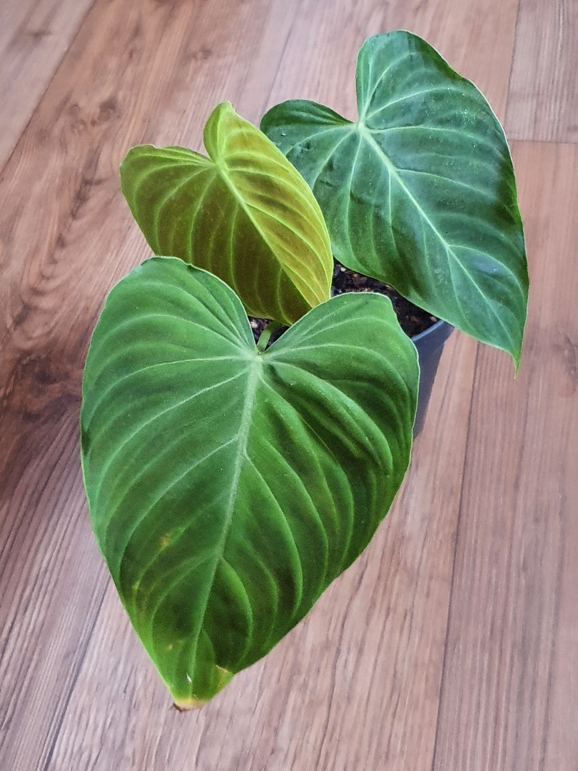 2 Rare Philodendron Verrucosum X Melanochrysum Hybrid Furniture Home Living Gardening Plants Seeds On Carousell