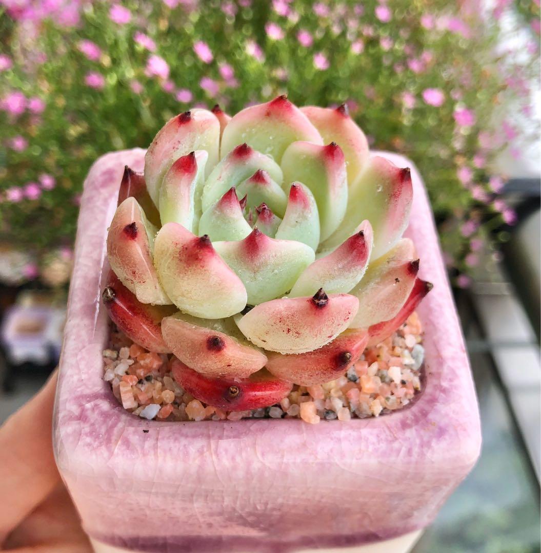 多肉植物 桃太郎 傢俬 家居 Gardening Plants Carousell