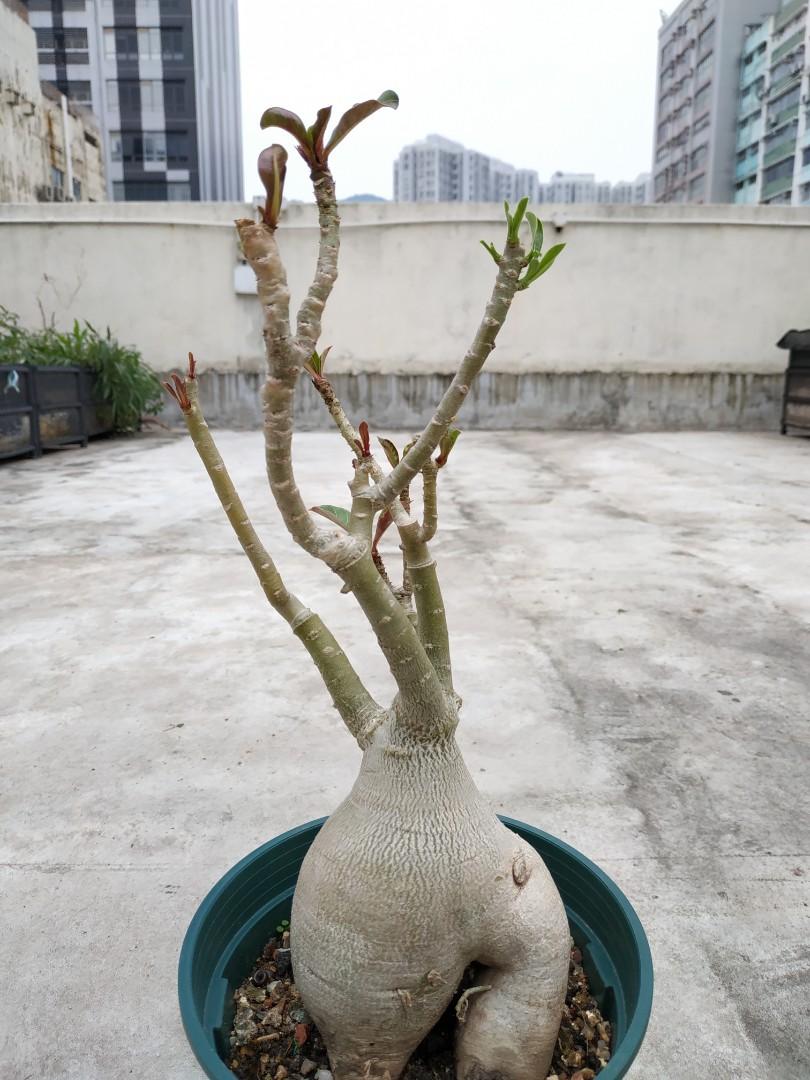 開花靚 已有花冧 沙漠玫瑰多肉塊根植物綠色生態沙漠開花植物desert Rose Impala Lily Adenium Obesum Succulent Flowering Caudex Plant 傢俬 家居 園藝 植物及種子