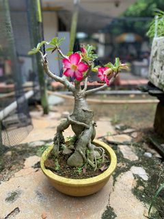 (Category: ) located in . Submitted by naokibonsai (Listing ID 1002767476, Image 1). Description: .