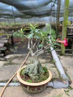 (Category: ) located in . Submitted by naokibonsai (Listing ID 1002767895, Image 1). Description: .