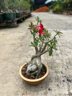 (Category: ) located in . Submitted by naokibonsai (Listing ID 1002768089, Image 1). Description: .