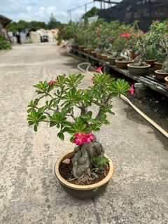 (Category: ) located in . Submitted by naokibonsai (Listing ID 1002768692, Image 1). Description: .