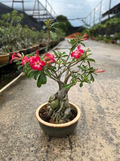 (Category: ) located in . Submitted by naokibonsai (Listing ID 1002771654, Image 1). Description: .