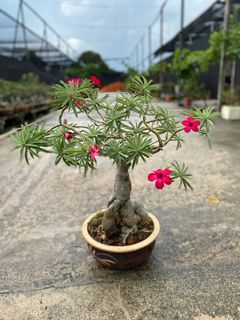 (Category: ) located in . Submitted by naokibonsai (Listing ID 1002772338, Image 1). Description: .