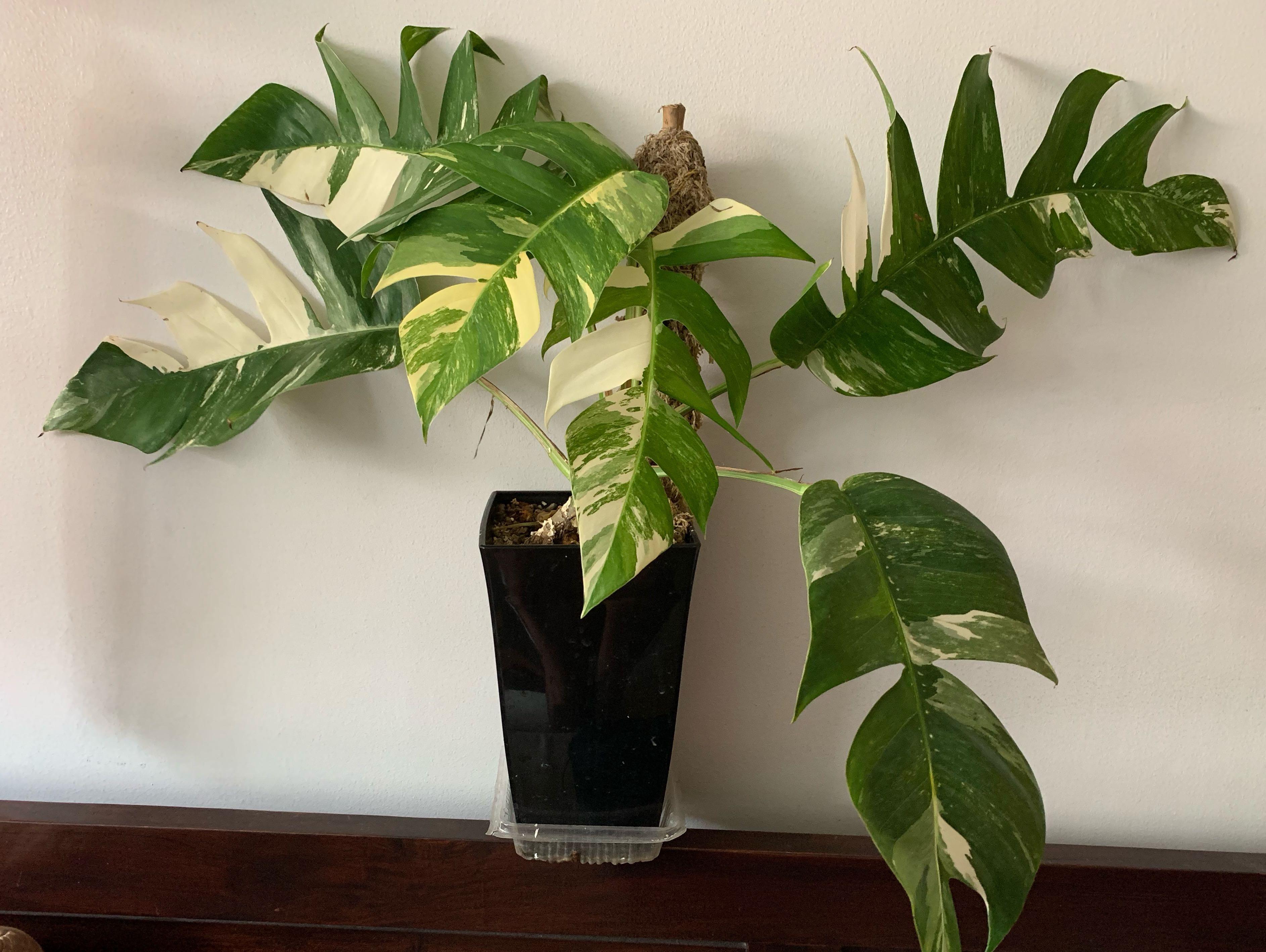 Epipremnum Pinnatum Albo Variegata Gardening Plants On Carousell