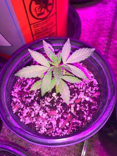 Plant