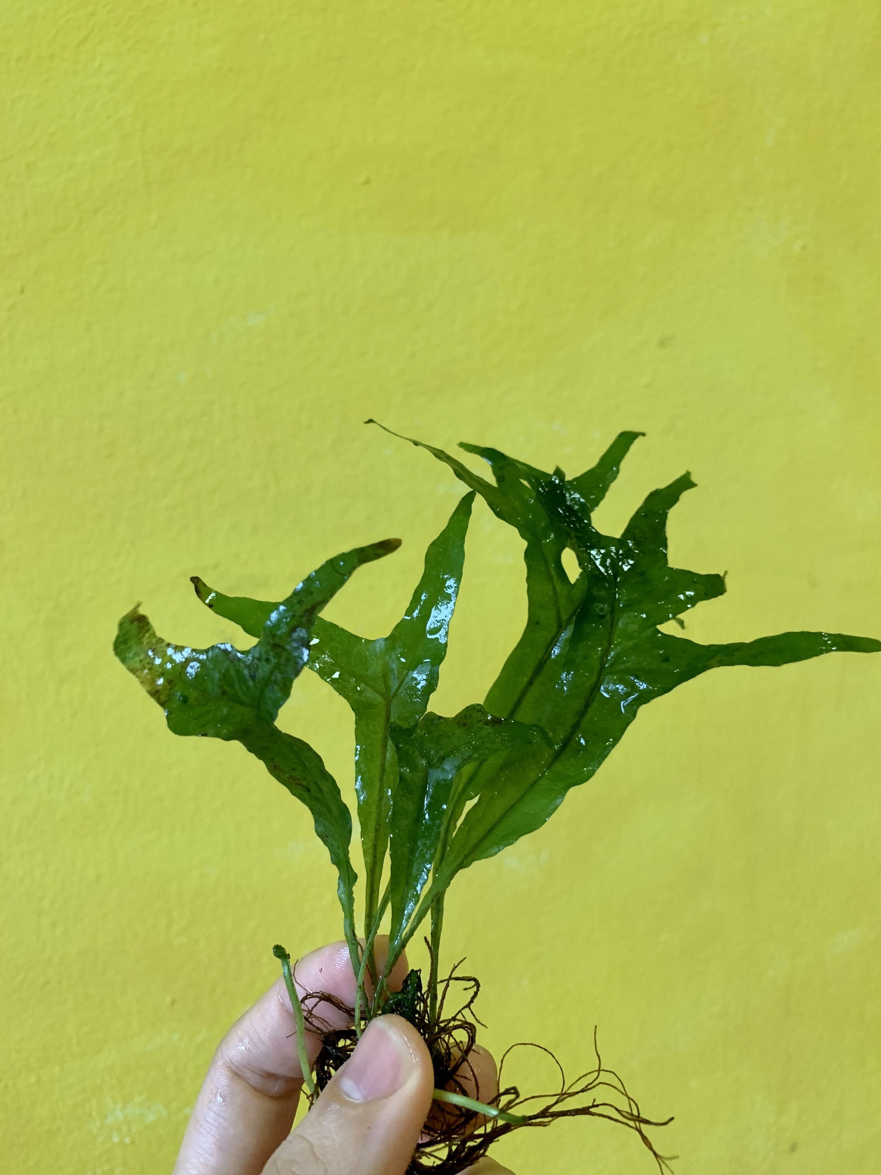RARE Java Fern “Thor’s Hammer”, Pet Supplies, For Fish, Fish Tanks on Carousell