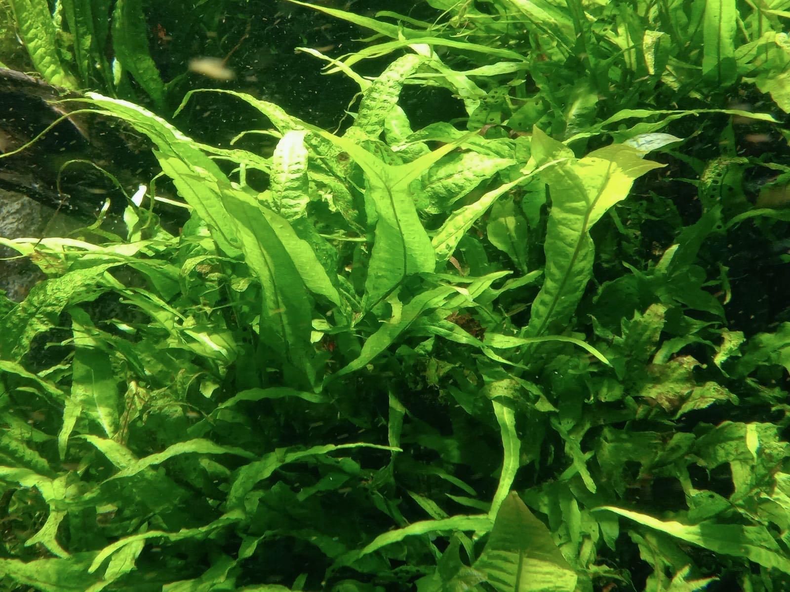 RARE Java Fern “Thor’s Hammer”, Pet Supplies, For Fish, Fish Tanks on Carousell