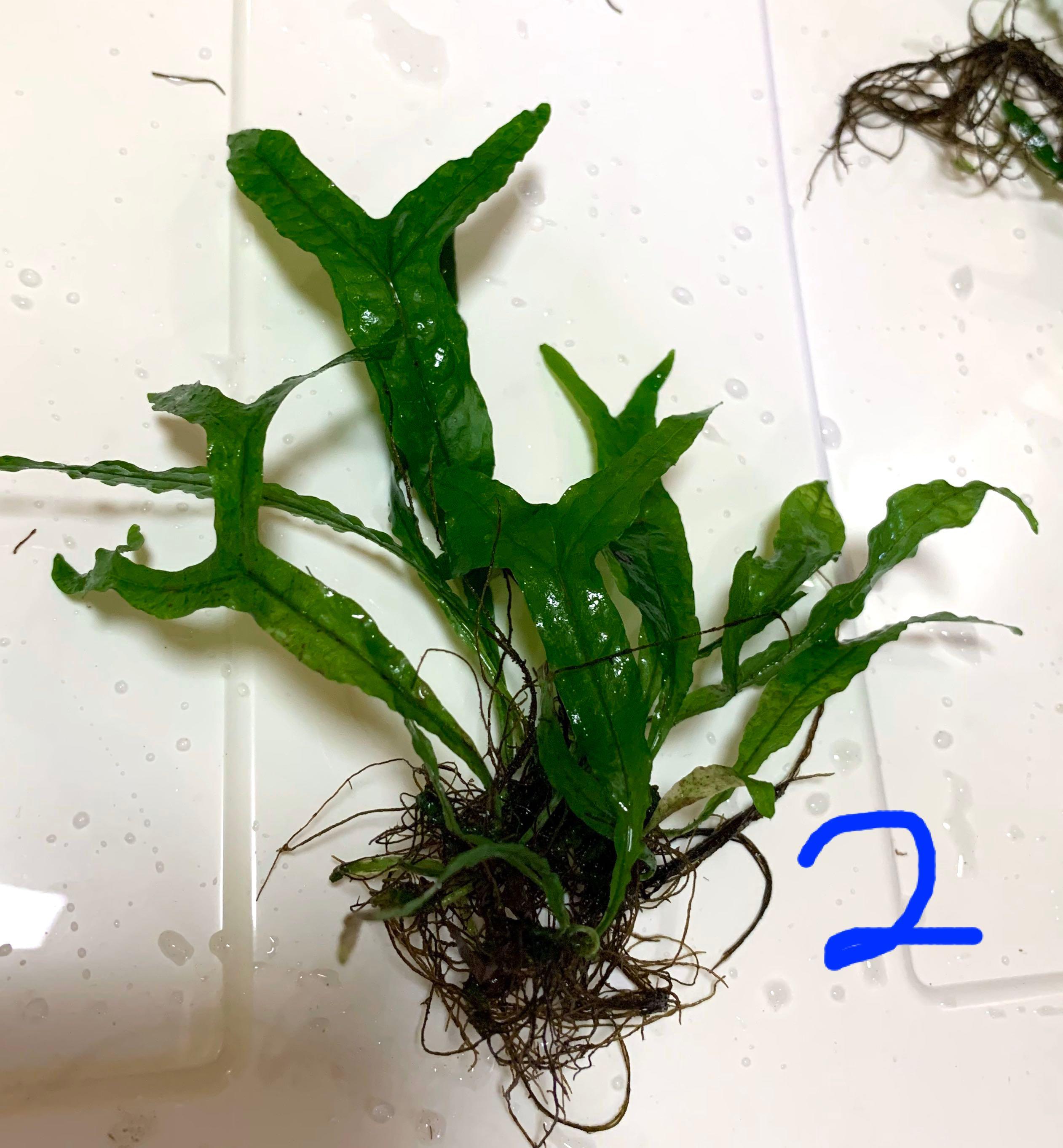RARE Java Fern “Thor’s Hammer”, Pet Supplies, For Fish, Fish Tanks on Carousell