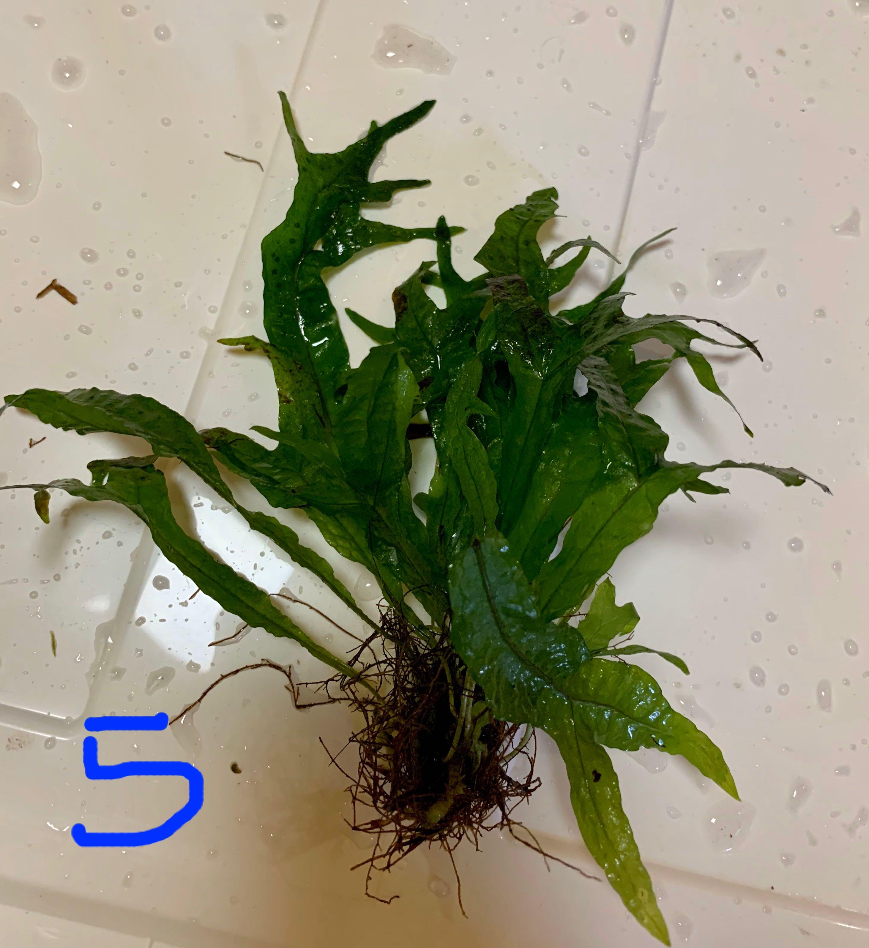 RARE Java Fern “Thor’s Hammer”, Pet Supplies, For Fish, Fish Tanks on Carousell
