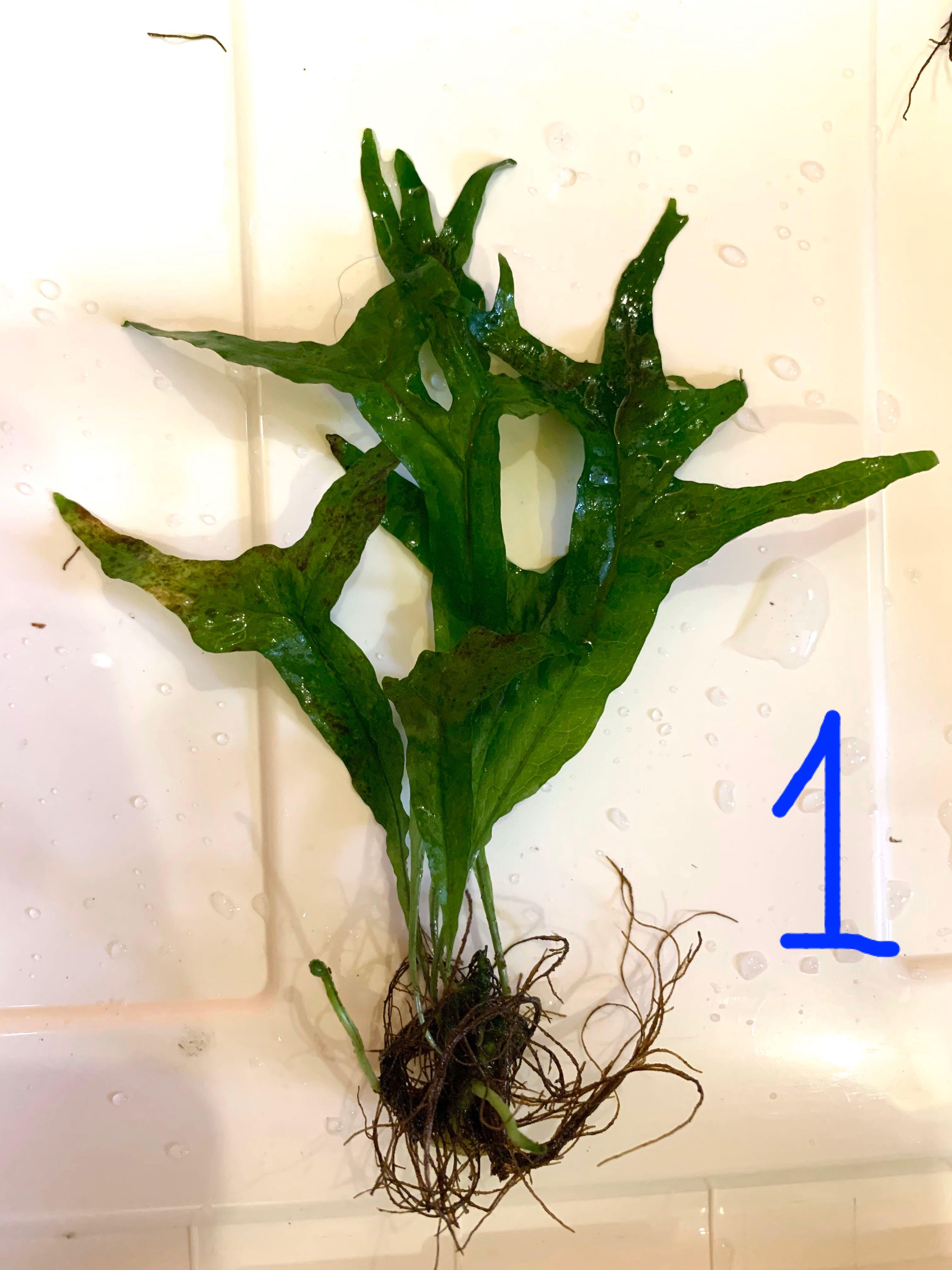 RARE Java Fern “Thor’s Hammer”, Pet Supplies, For Fish, Fish Tanks on Carousell