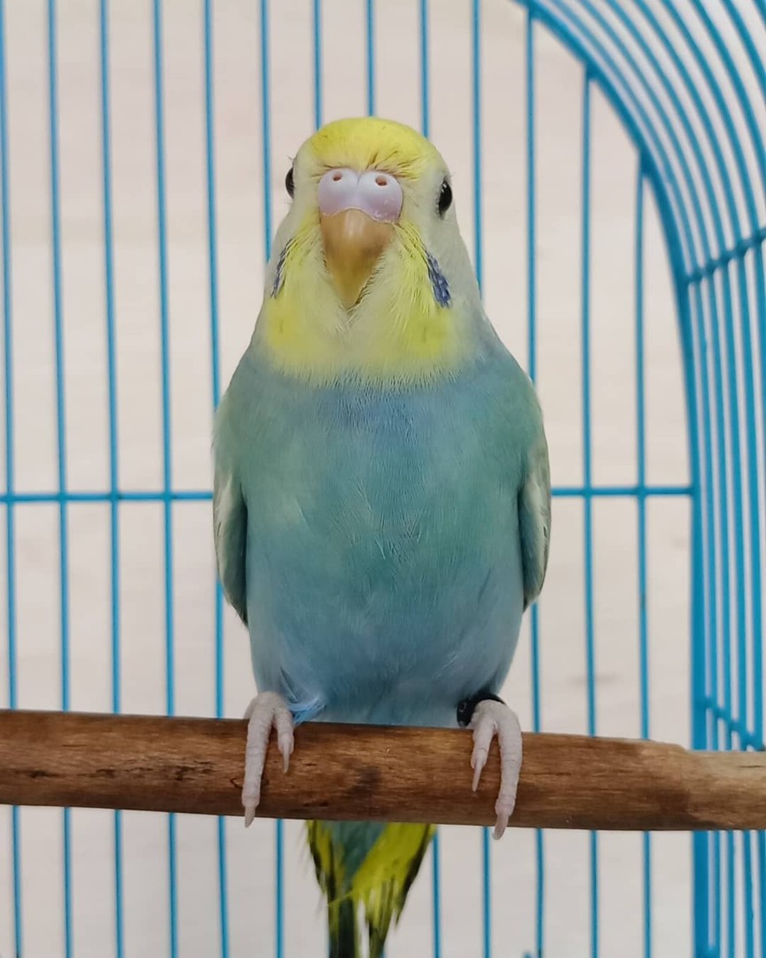 Burung Baji Budgie Cantik Pet Supplies Pet Food on Carousell