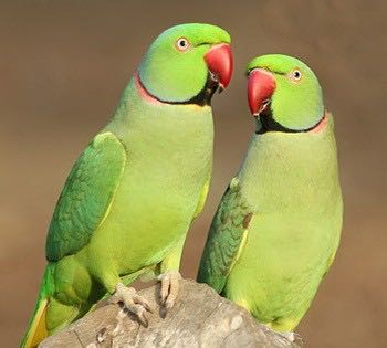 Ringneck parakeet price deals