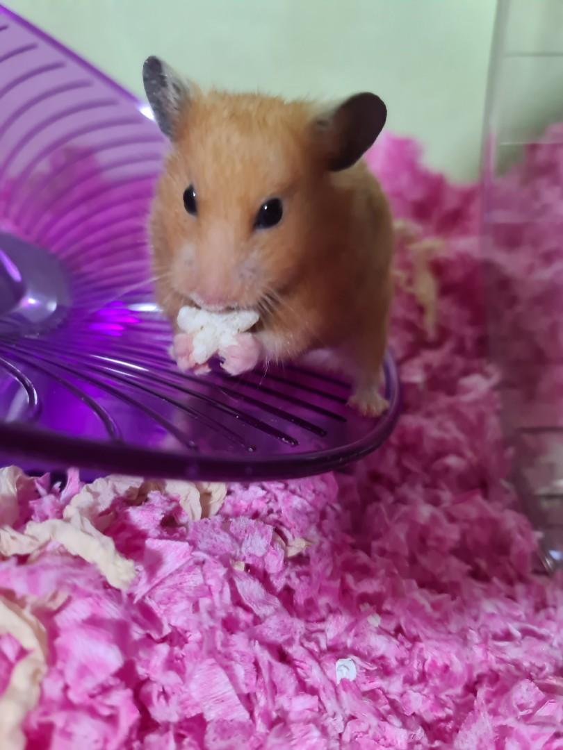 Can hamsters hot sale eat gerber puffs
