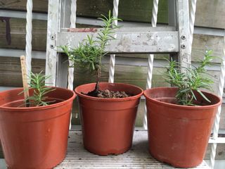 （分類：）位於 。 由 potassium 提交（商品編號 1003312417，圖片 1）。簡介： 。