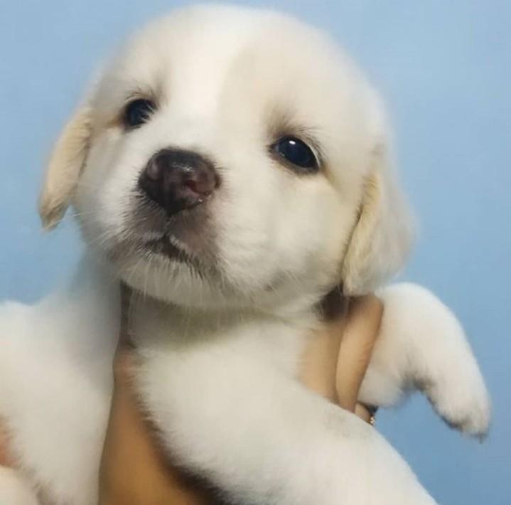 Anak anjing beagle mix samoyed Barang Yang Dicari di Carousell