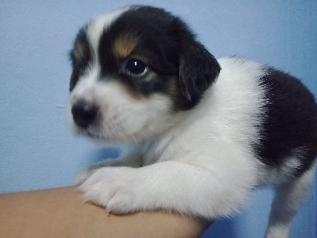 Samoyed hotsell beagle mix